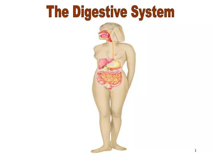 the digestive system n.