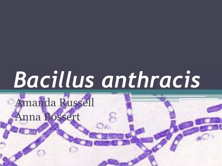 bacillus anthracis n.