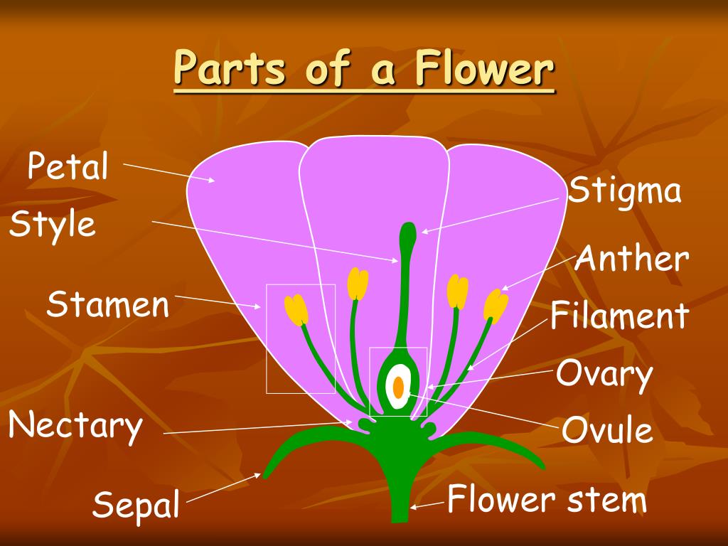 Be a flower kusuriya. Parts of Flower. Flower structure. Stigma Flower. Parts of the Flower in English.