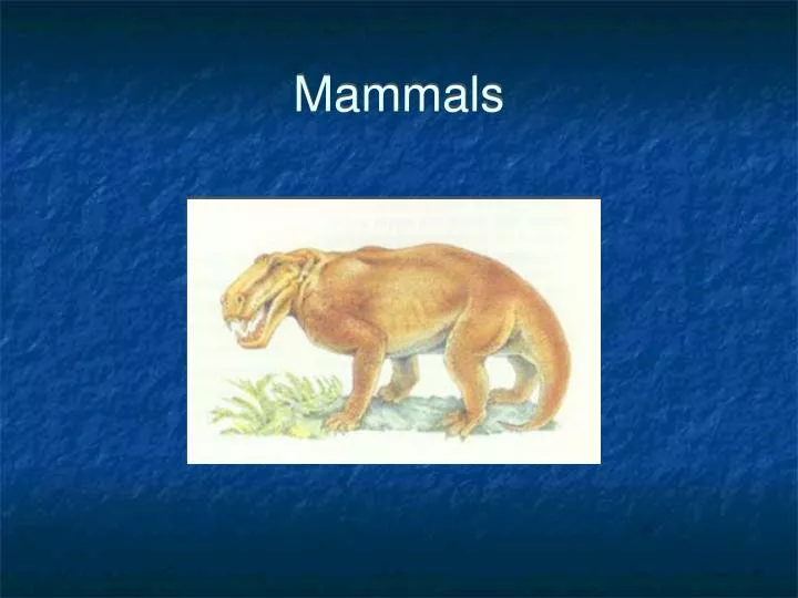 mammals n.