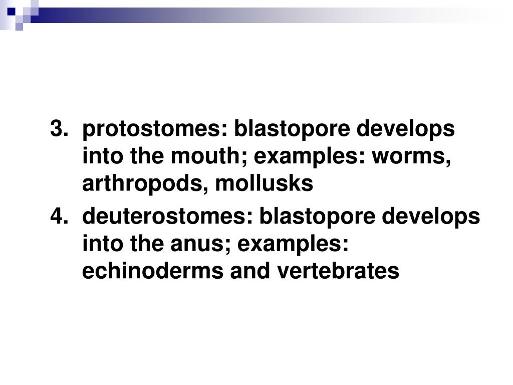 blastopore develops into mouth