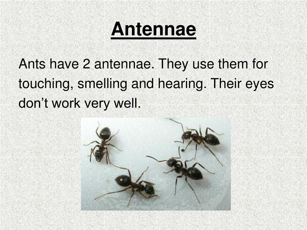 PPT Ants PowerPoint Presentation, free download ID1194893