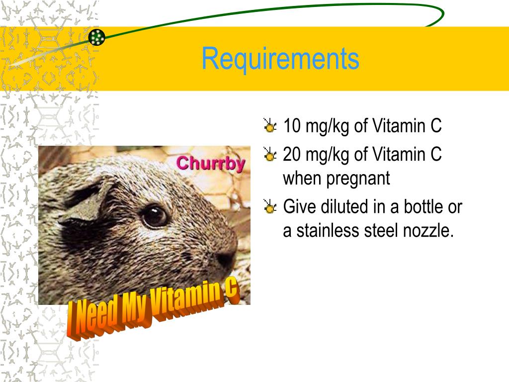 Picture of PPT - GUINEA PIG WORLD Dr. Veldhof and Dr. Rollo PowerPoint ...