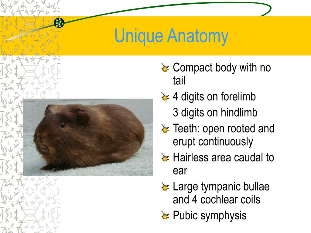 Guinea Pig Model PNG Transparent Images Free Download | Vector Files |  Pngtree, image size:1024x768