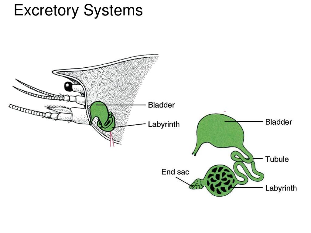 PPT - Arthropod Life Processes PowerPoint Presentation, free download ...