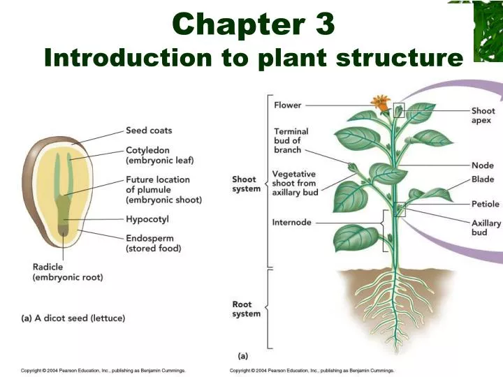 chapter 3 introduction to plant structure n.