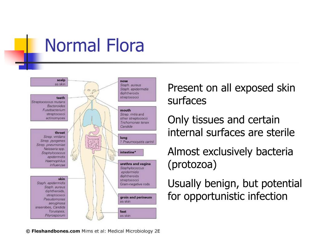 PPT - Normal Flora PowerPoint Presentation, free download - ID:1196480