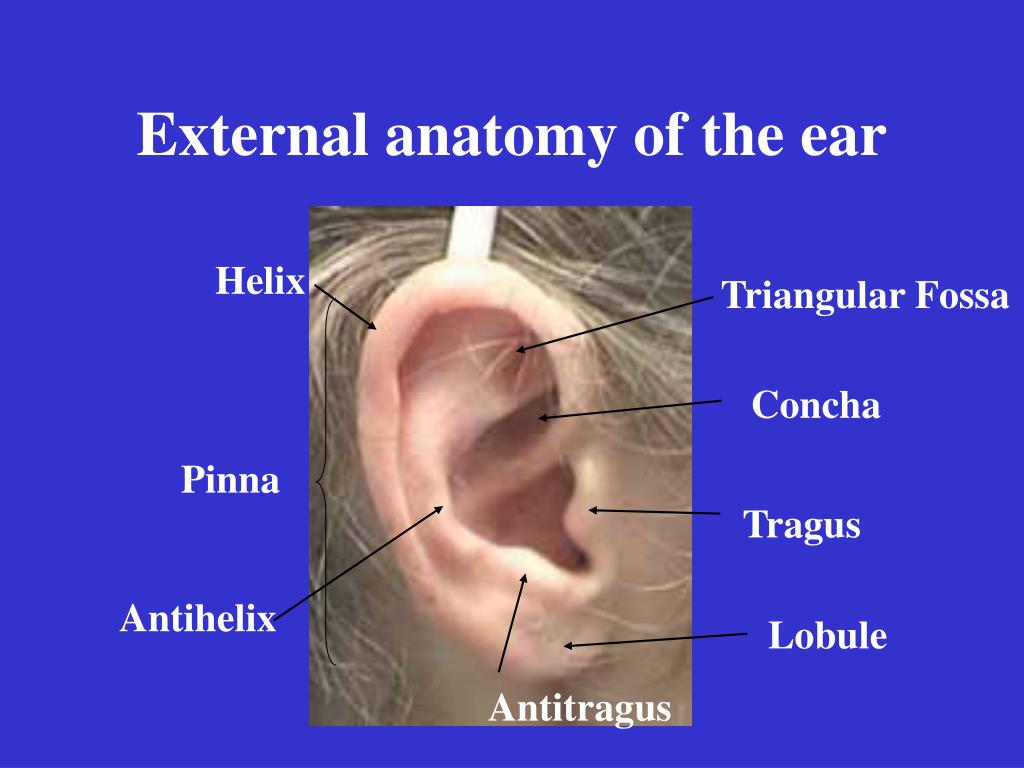 PPT - External anatomy of the ear PowerPoint Presentation, free