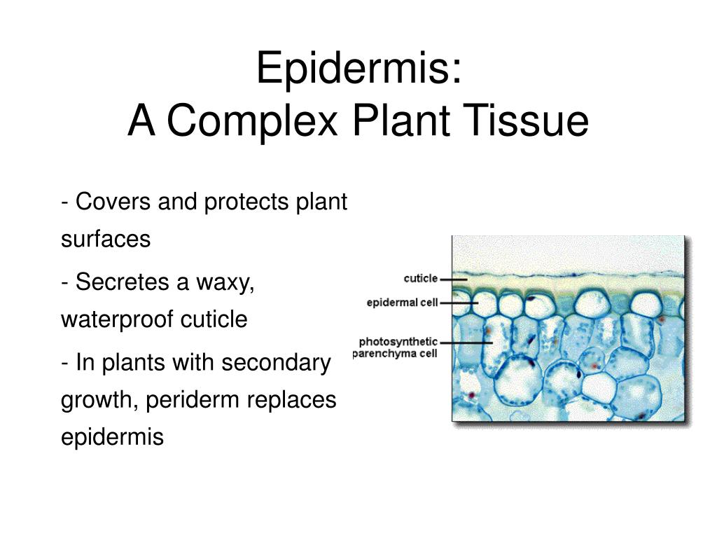 Plant tissues. Epidermis Tissue of Plants. Complex Plants перевод. Nematodes secrete Special substances in Plant Tissues and dissolve Tissue Cells.