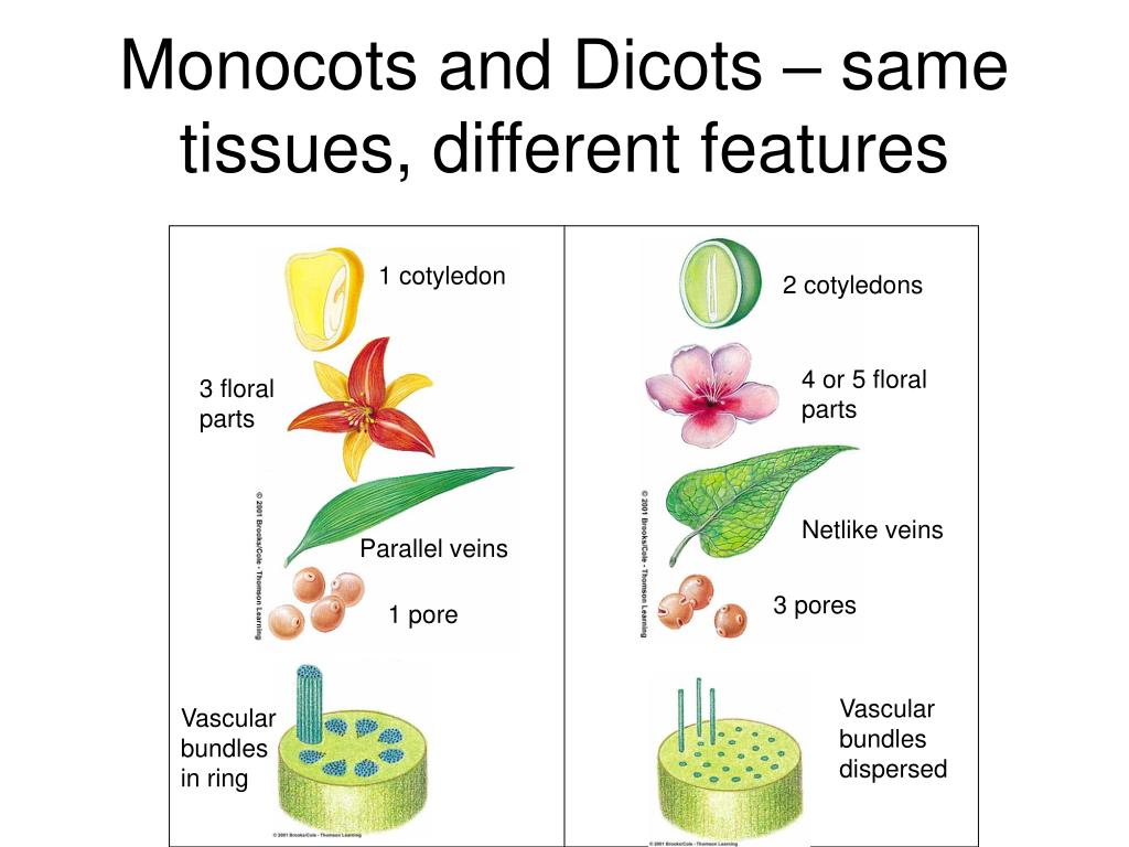 Plant tissues. Monocots and dicots. Однодойный monocots. Difference between monocots and dicots. Vascular Bundle dicot.