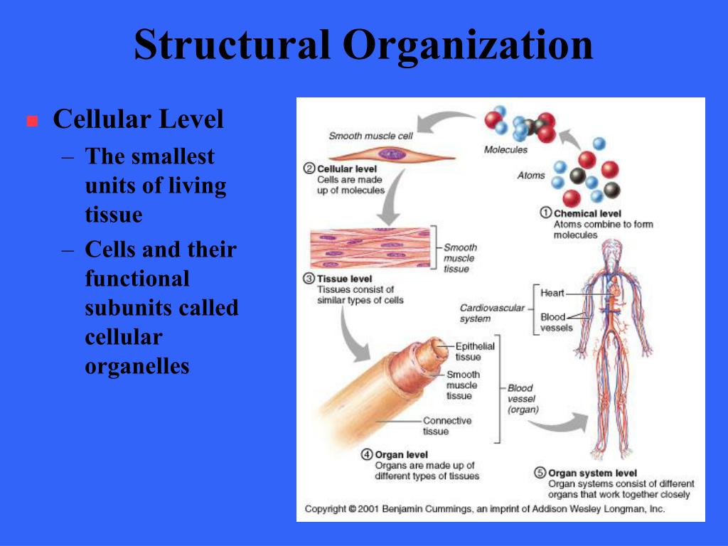 PPT - The Human Body: An Orientation PowerPoint Presentation - ID:1196713