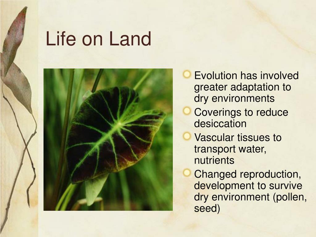 presentation on life on land