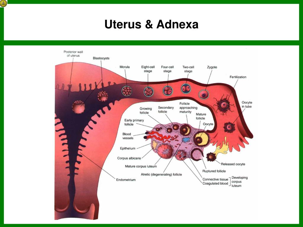 Uterus Adnexa Anatomy