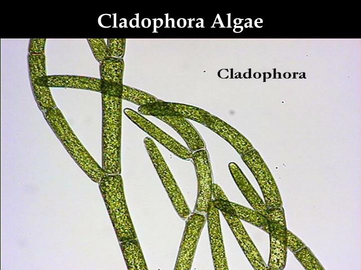 Кладофора хвощ полевой редька дикая среда обитания. Жизненный цикл кладофоры. Кладофора клетка. Кладофора ЖЦ. Кладофора водоросль ветвящаяся.
