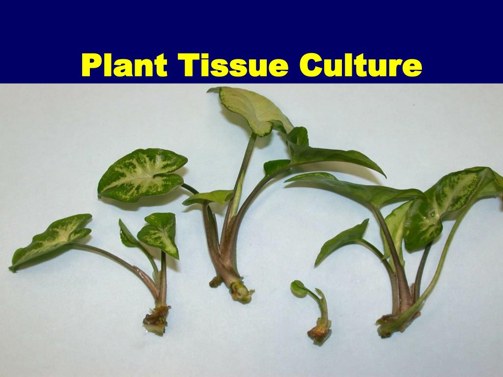 Plant culture. Plant Tissue Culture. Plant Tissue Culture tube. Philodendron minarum cloud Tissue Culture. Meristem Culture.