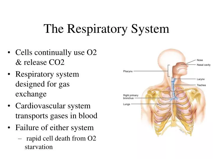 ppt presentation of respiratory system