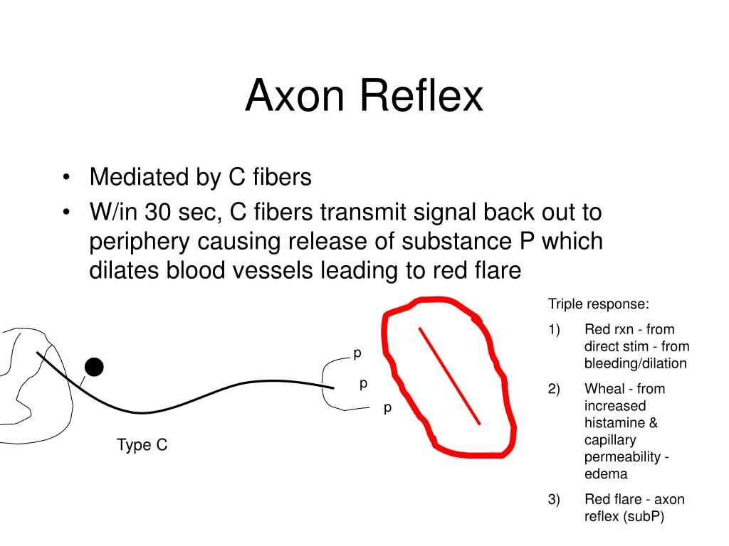 Аксон рефлекс. Аксон рефлекс схема. Аксон рефлекс физиология. Аксон рефлекс кратко.