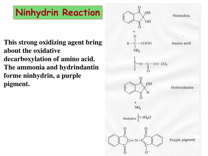 PPT AMINO ACIDS PowerPoint Presentation ID1205136