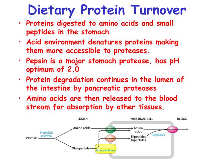 location of protein turnover and rate nutrition 10 location of protein turnover and rate nutrition 10