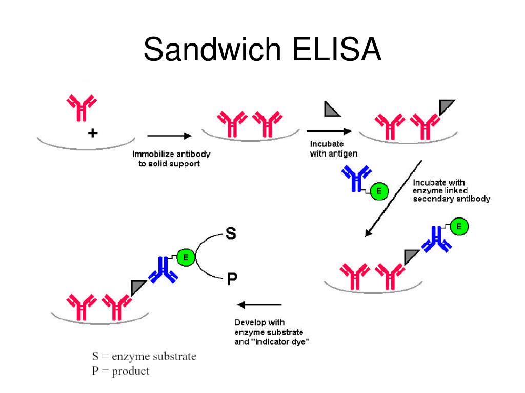 Тест метод ифа. Схема постановки реакции ИФА. Сэндвич метод ИФА. Сэндвич вариант ИФА для выявления антигенов. Схема сэндвич метода ИФА.