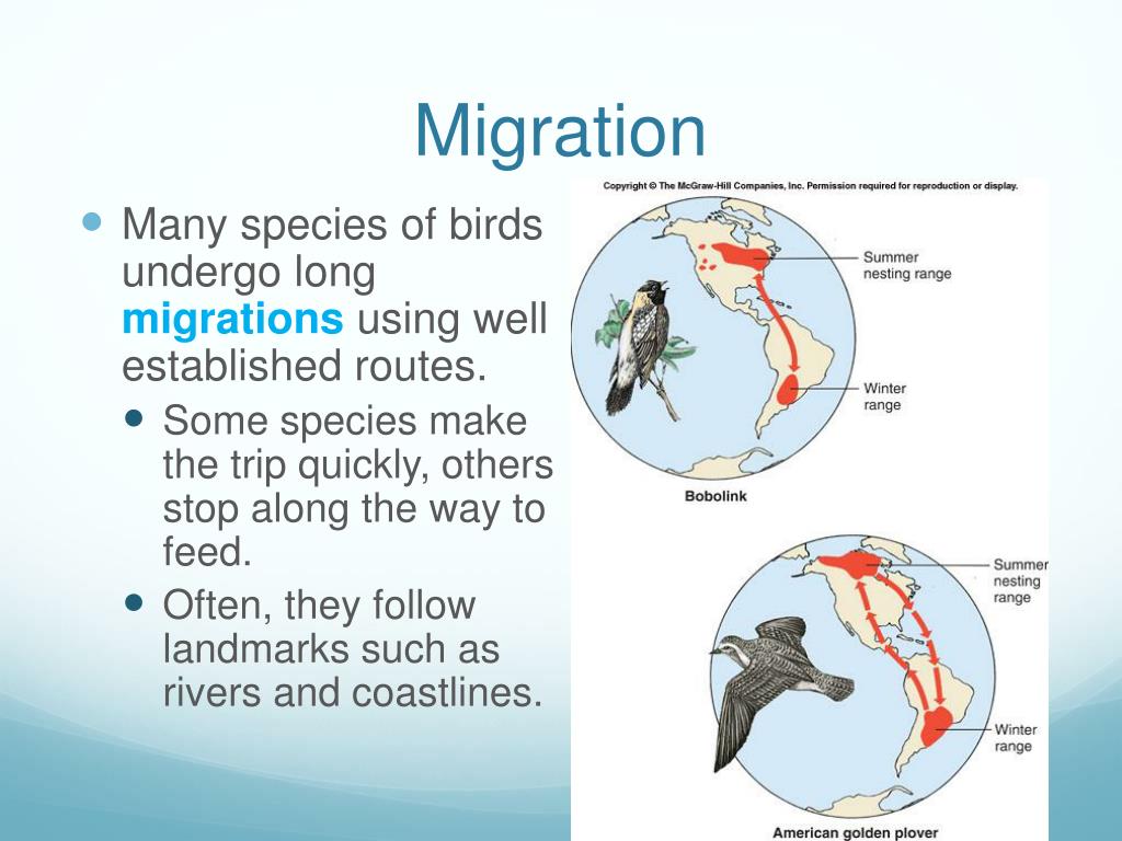 migration of birds essay in english
