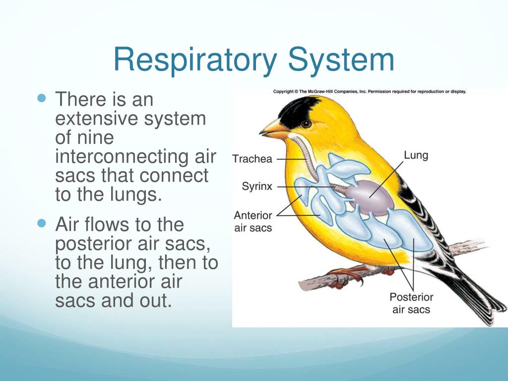 PPT - Birds PowerPoint Presentation, free download - ID:1205483