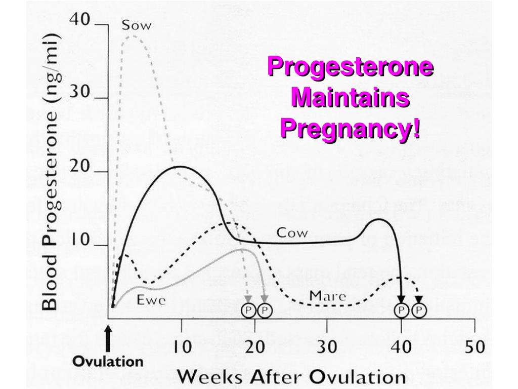 Прогестерон 5 неделя