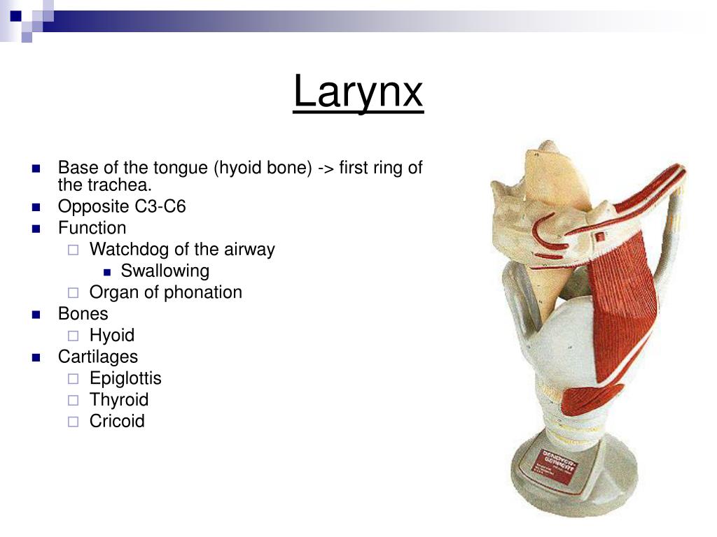PPT - PHD Resident Airway Lecture PowerPoint Presentation, free ...