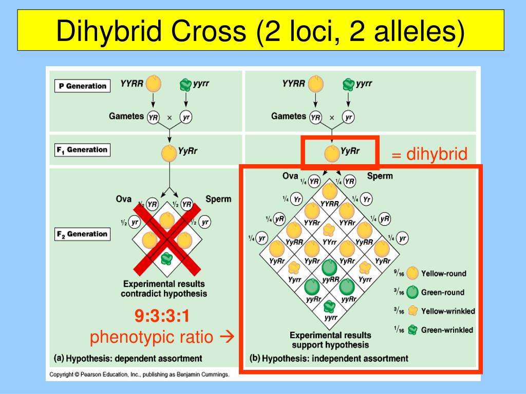 dihybrid cross 2 loci 2 alleles.