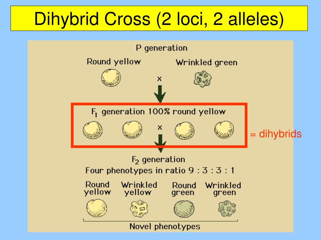 dihybrid cross 2 loci 2 alleles3.