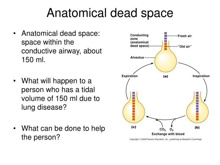 anatomical dead space lungs volume