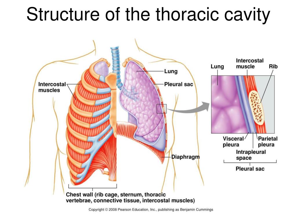 PPT The Respiratory System PowerPoint Presentation Free Download 