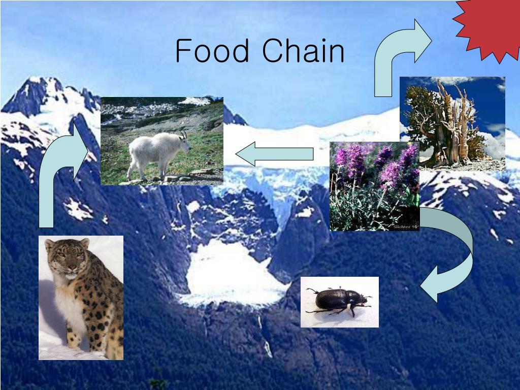 alpine food web