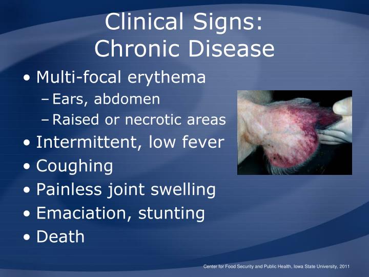 PPT - African Swine Fever PowerPoint Presentation - ID:1210217