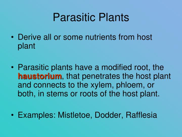 PPT - PLANT FORM AND FUNCTION PowerPoint Presentation - ID:1211230