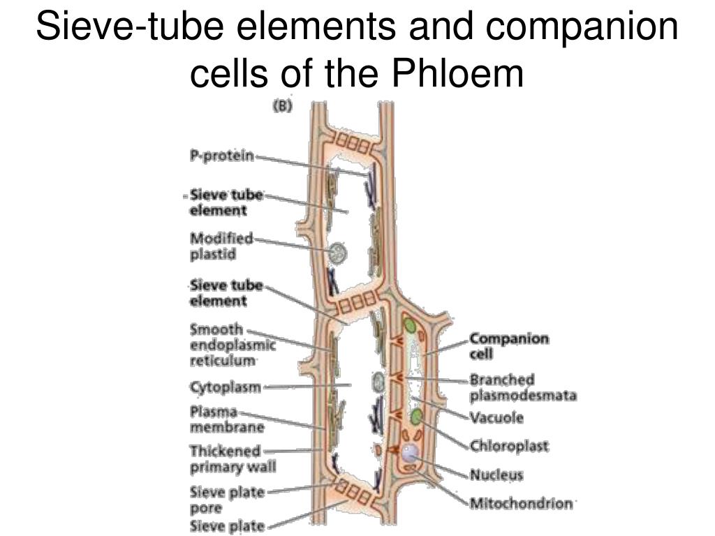 PPT PLANT FORM AND FUNCTION PowerPoint Presentation, free download