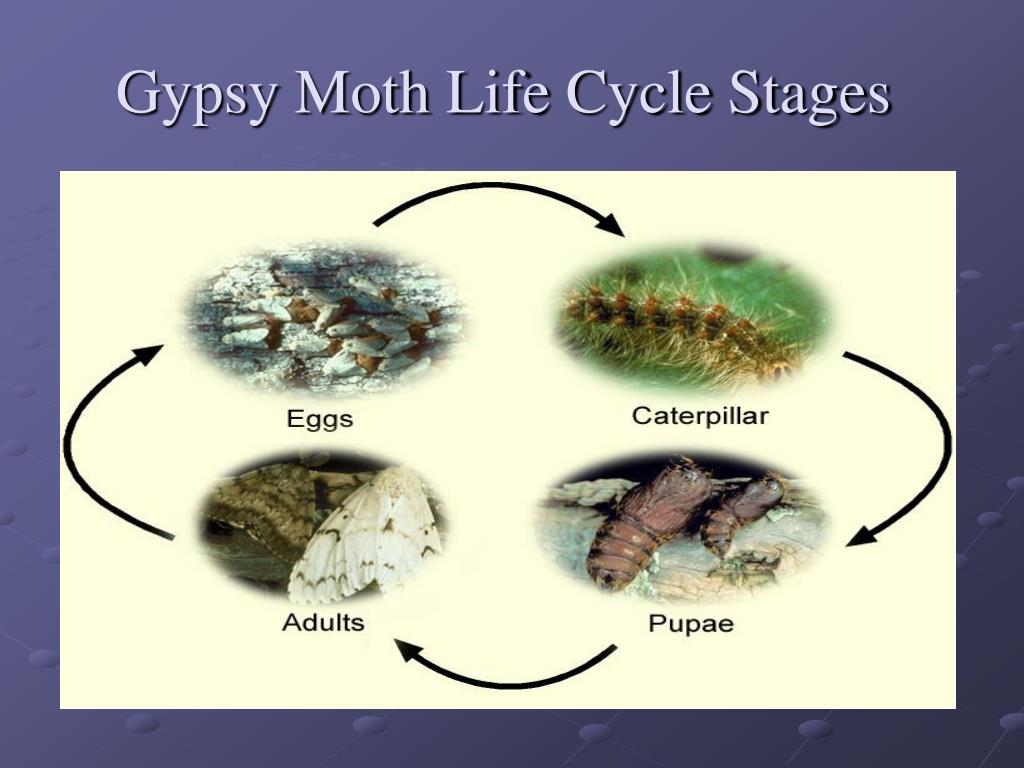Gypsy Moth Life Cycle Diagram