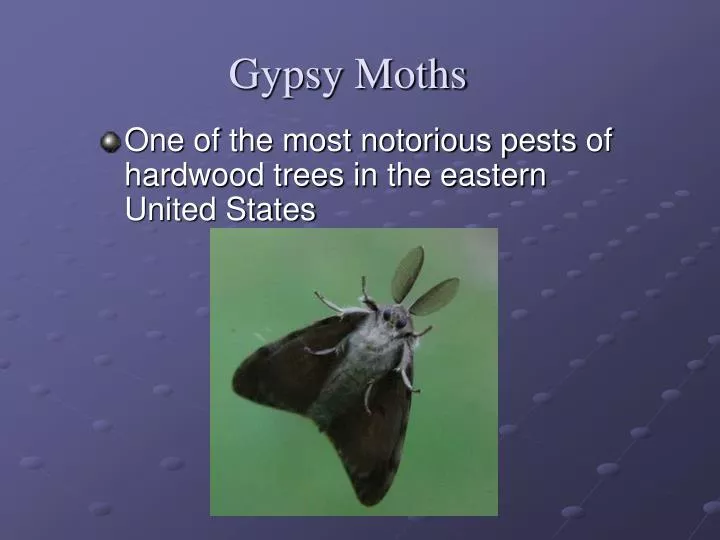 gypsy moths n.