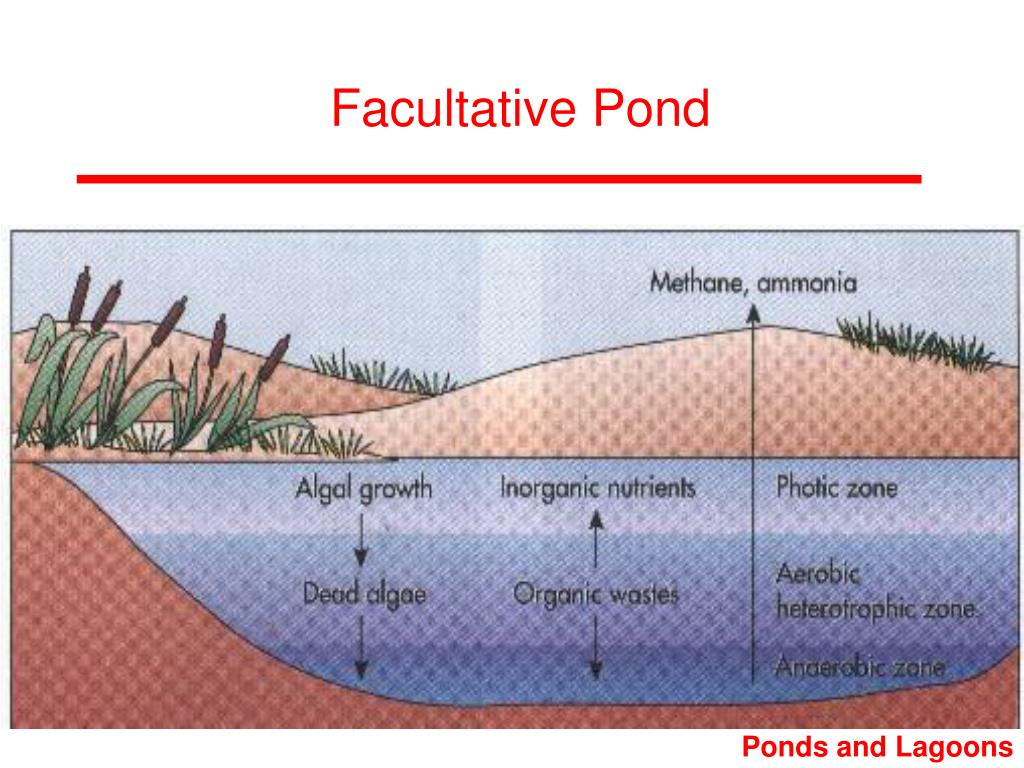 facultative pond treatment wastewater ponds lagoons presentation processes ppt powerpoint