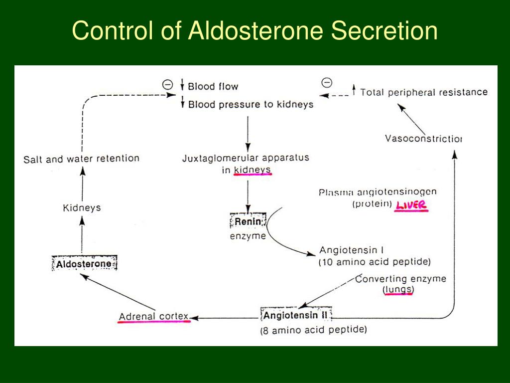 secretes cortisol and aldosterone