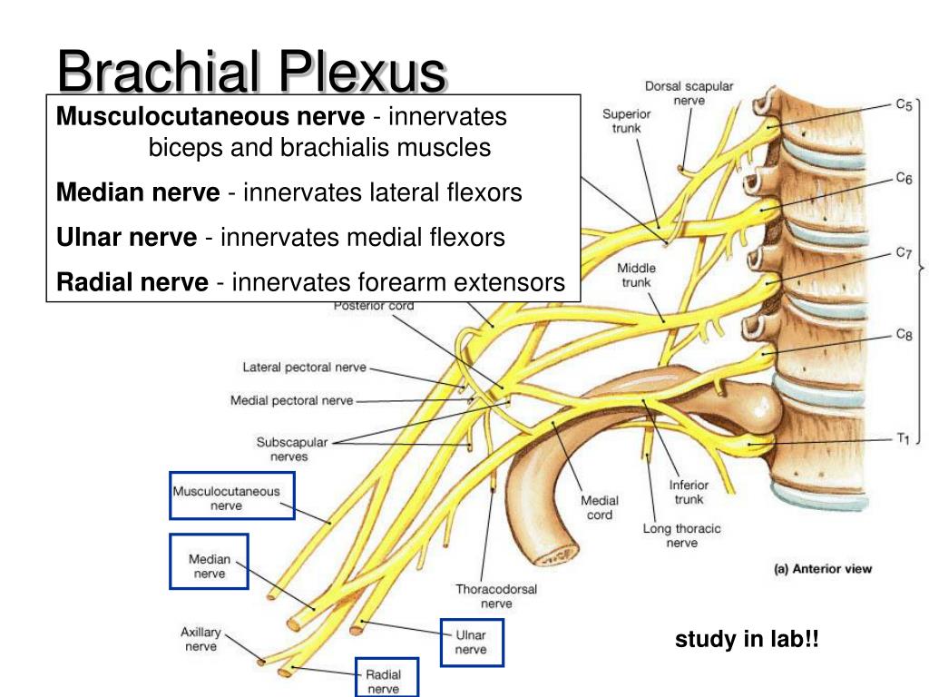 PPT - Ch 14: Spinal Cord and Spinal Nerves PowerPoint Presentation