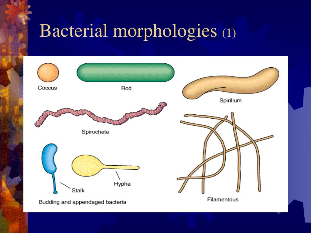 PPT - Bacterial Morphology Arrangement PowerPoint Presentation, free