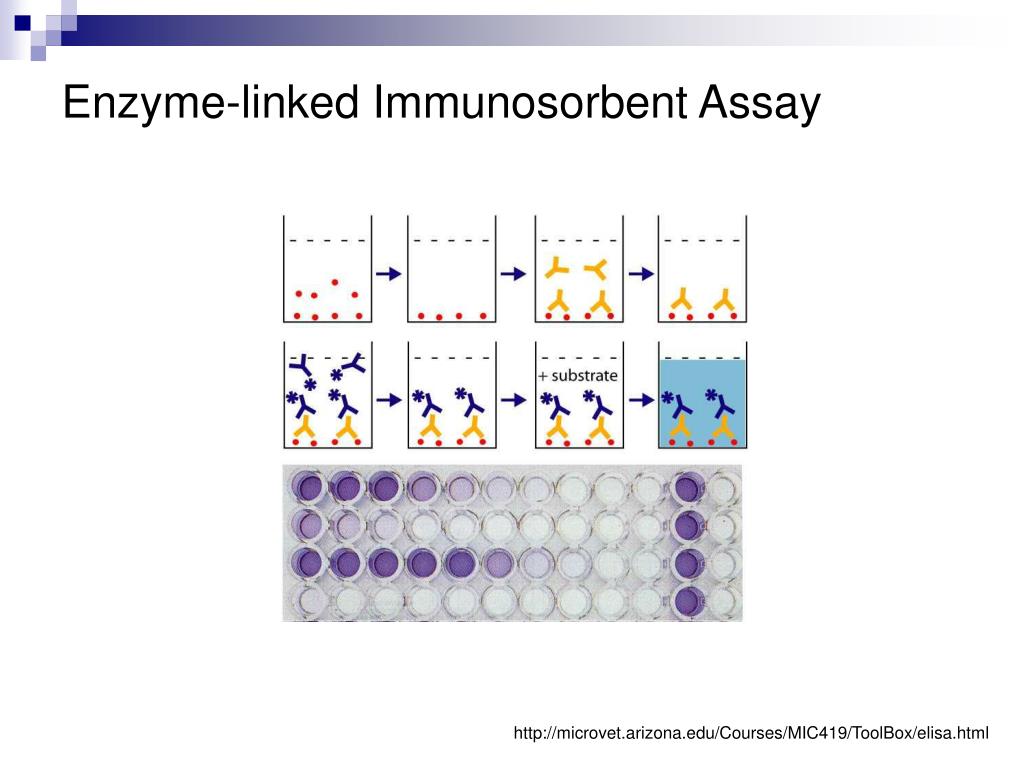 ppt-enzyme-linked-immunosorbent-assay-elisa-powerpoint-presentation