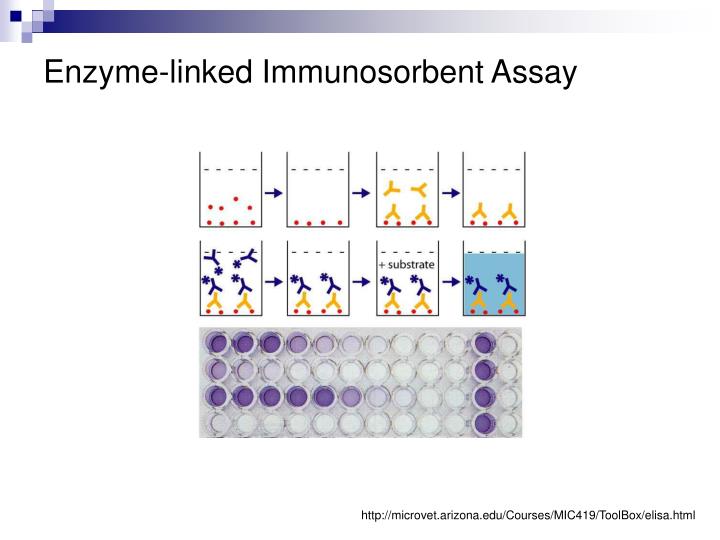 PPT Enzyme Linked Immunosorbent Assay ELISA PowerPoint Presentation 