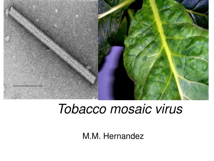tobacco mosaic virus n.