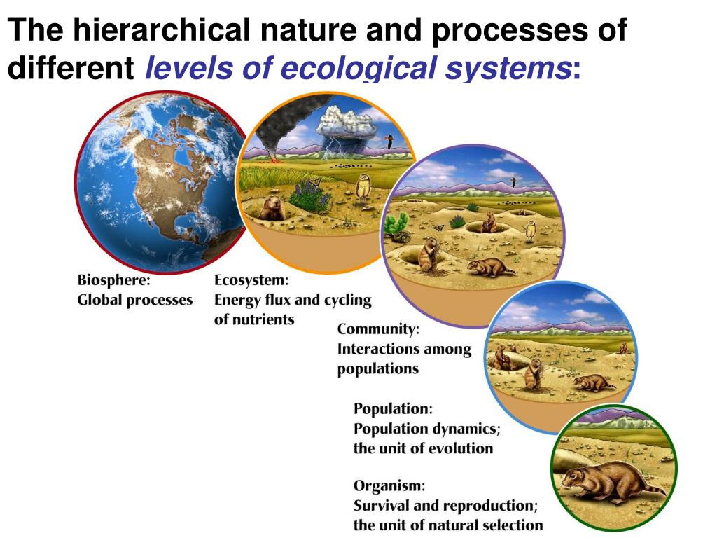 Nature units. Biosphere ecosystem. Biosphere structure. What is ecology. Ecosystem in ecology.