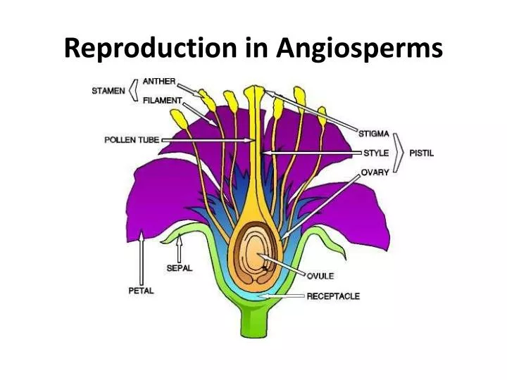 Ppt Reproduction In Angiosperms Powerpoint Presentation Free Download Id1222788 
