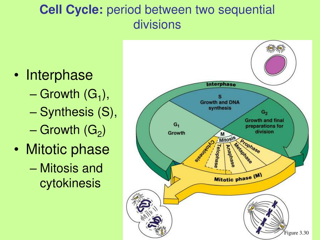 Period between. Period Cycle. S phase Cell Cycle. General Cell Cycle. G1 phase (first growth phase or Post mitotic gap phase.