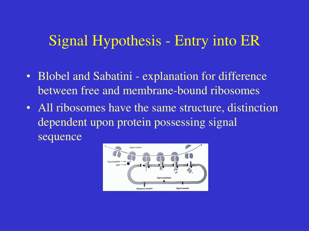 define the signal hypothesis