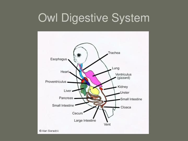 Concept 25 of Barn Owl Digestive System | ericssonquadrapop